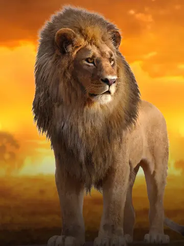 Hot Safari