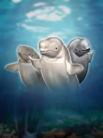 Jolly Beluga Whales
