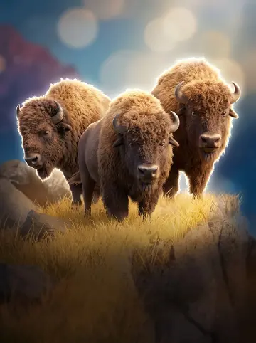 Buffalo Win